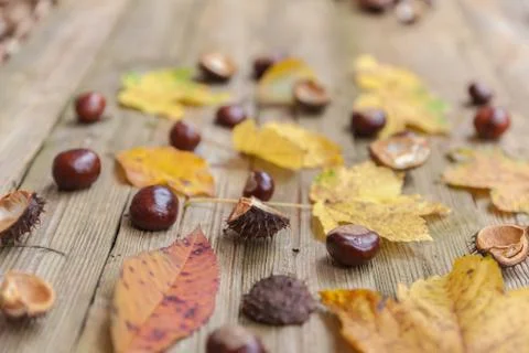 Chestnuts on a table Stock Photos