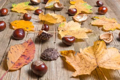 Chestnuts on a table Stock Photos