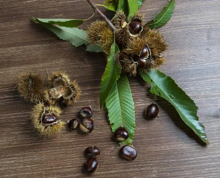 Chestnuts on the table Stock Photos