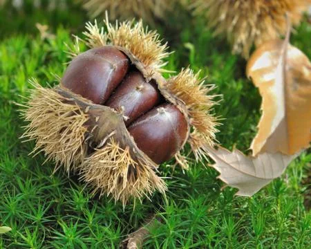Chestnuts on th ground Foto stock