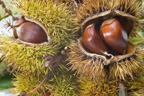 Chestnuts in their burs. Stock Photos