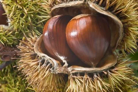 Chestnuts in their burs. Stock Photos