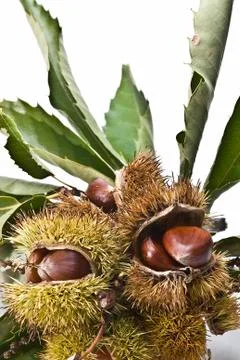 Chestnuts in their burs. Stock Photos