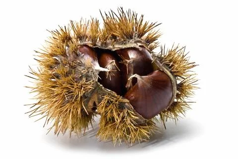 Chestnuts in their burs. Stock Photos