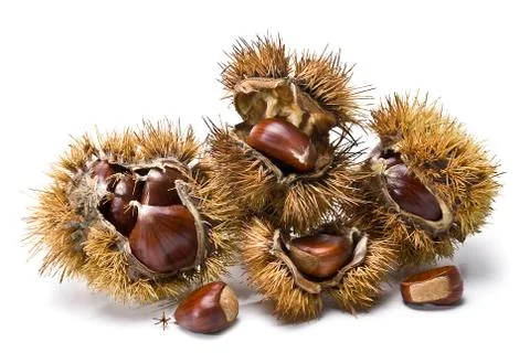 Chestnuts in their burs. Stock Photos