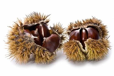 Chestnuts in their burs. Stock Photos