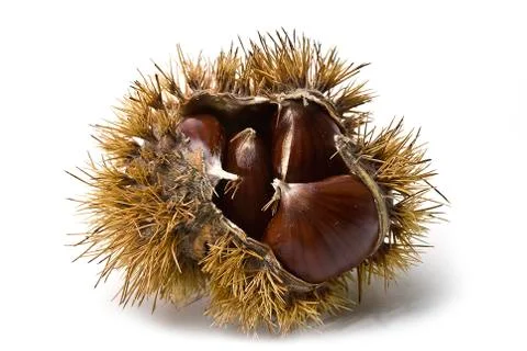 Chestnuts in their burs. Stock Photos
