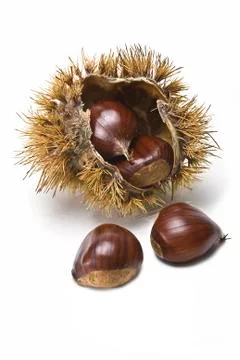 Chestnuts in their burs. Stock Photos