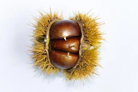 Chestnuts in their shell Stock Photos