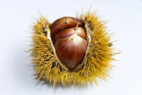 Chestnuts in their shell. Stock Photos