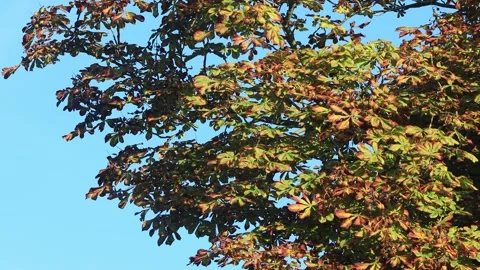 Chestnuts tree in autumn blue sky  Stock Footage 247487116