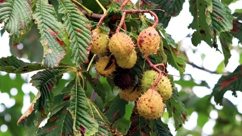 Chestnuts on tree in autumn Stock Footage 173611328