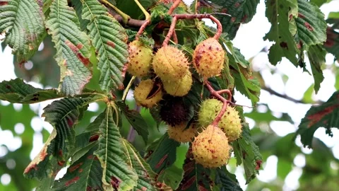 Chestnuts on tree in autumn Stock Footage 180442617
