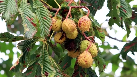 Chestnuts on tree in autumn Stock Footage 203391144