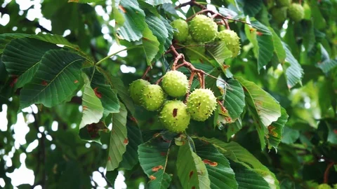 Chestnuts on tree blowing in the wind 2 Stock Footage 118230091