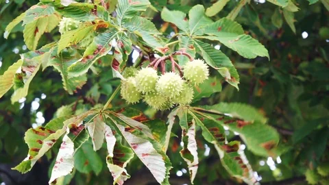 Chestnuts on tree blowing in the wind Stock Footage 118230311