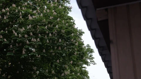 Chestnuts Tree Flowering Stock Footage 112131951