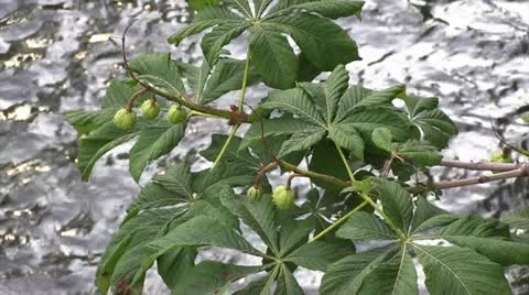 Chestnuts tree Stock Footage