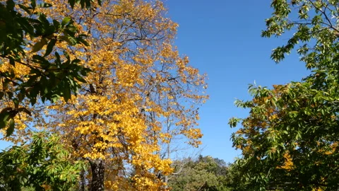 Chestnuts on the tree Stock Footage 164105707