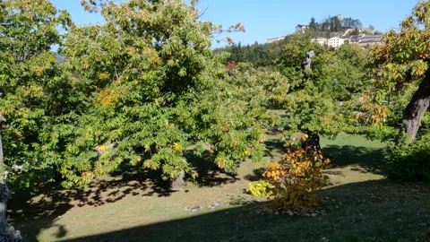 Chestnuts on the tree Stock Footage 164107928