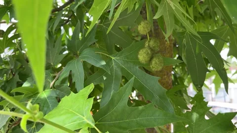 Chestnuts on a tree Видео 311829873