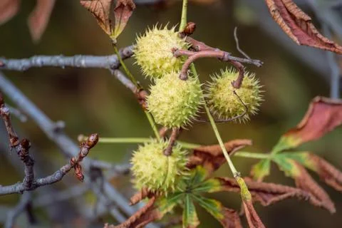 Chestnuts on the tree Stock-Fotos
