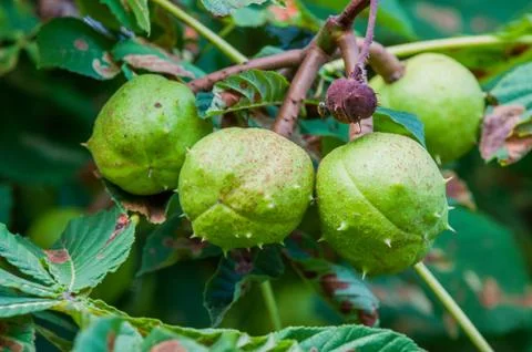 Chestnuts on a tree Foto stock