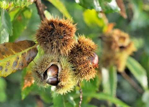 Chestnuts in the tree Stock Photos