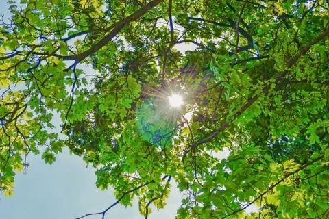 Chestnuts Tree Stock Photos