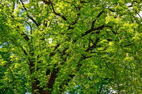 Chestnuts Tree Stock Photos