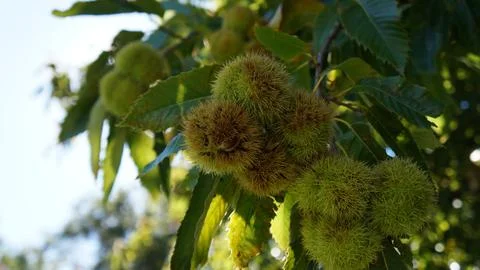 Chestnuts on the tree Stock Photos