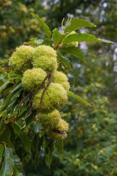Chestnuts on the tree with thorns Wrapper Stock Photos