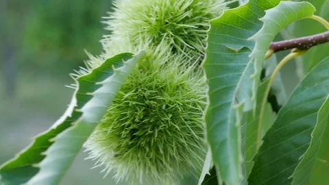 Chestnuts on the tree while the wind is moving the branch Stock Footage 124707486