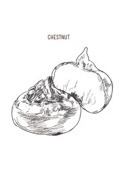 Chestnuts vector. Stock Illustration