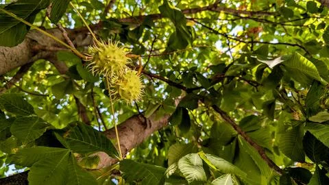 Chestnuts waiting to ripen on the tree Stock Photos