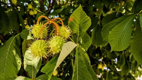 Chestnuts waiting to ripen on the tree Stock Photos