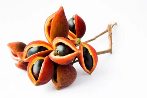 Chestnuts on white background Stockfoto's