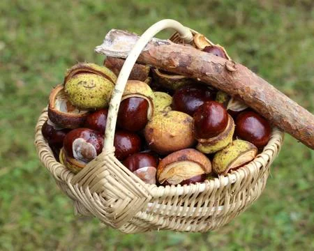 Chestnuts  in wicker basket Stock Photos