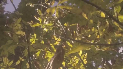 Chestnuts1 Stock Footage 81064364