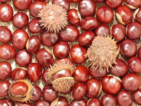Chestnuts.background. Stock Photos