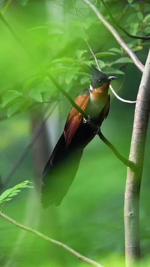 Chestnutwinged cuckoo perched on a tree branch in a lush green forest Vídeos de archivo 334268599