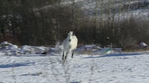 Chevaux Stock Footage 21351473