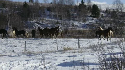 Chevaux Stock Footage 21352138