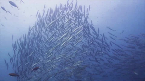 Chevron Barracuda school Stock Footage 58311635