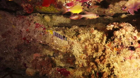 Chevron butterflyfish in a cave at Lord Howe Island Stock Footage 250751829