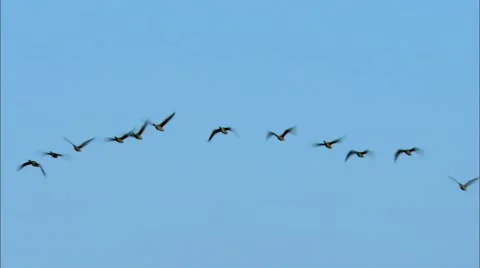 Chevron of geese , china Video stock 60589729
