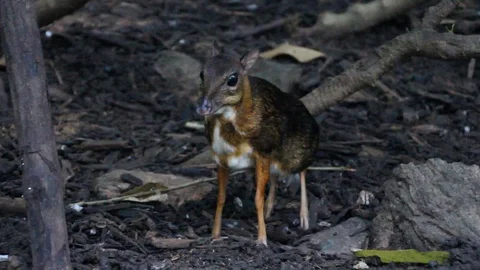 Chevrotain Close Up Stock Footage 85567611