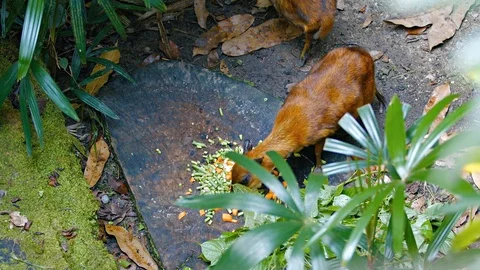 Chevrotains, also known as mouse-deer, are eating Video stock 74983253