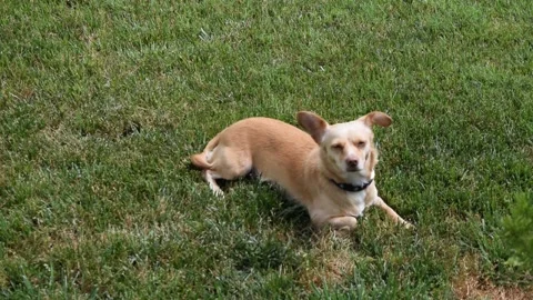 CHEWEENIE DOG LYING IN THE GRASS Stock Footage 132455136