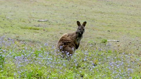 Chewing Bennet's wallaby looking back 動画素材 232329046